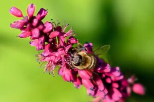 lucas de wit fotografie
