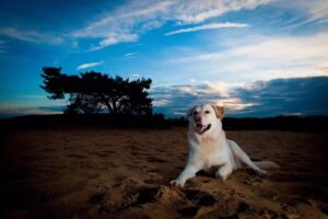 Maarten Sprangh Fotografie