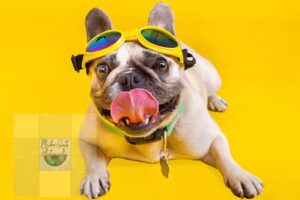 Maike Smits Photography