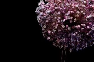 Marco Peelen Fotografie