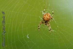 Marco&rsquo;s Digital Studio