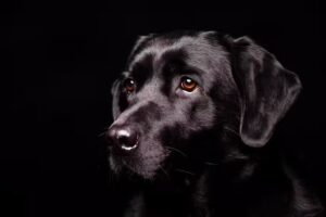 Mario Hofstee Fotografie