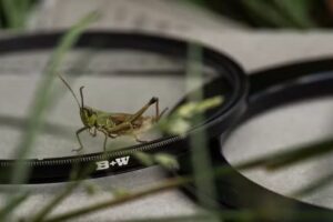 Markesteijn Photography