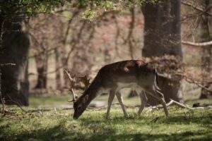 Marlies Everts fotografie