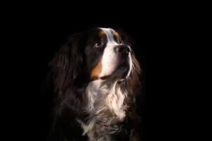 Martens-Brouwer Fotografie