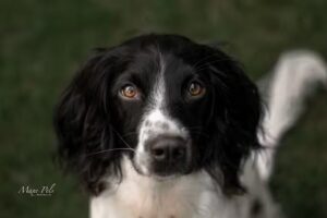 Maxe Pels Fotografie