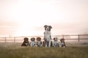 Merel Wolters Photography