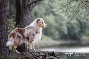 Mijn Stijl Fotografie