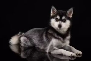 Moments by Monique Photography