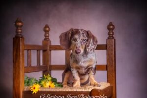 Mustang Mary Photography