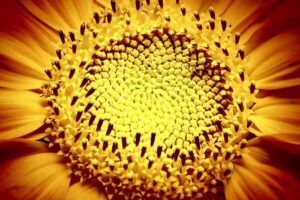 Nicole Verschoor Photography