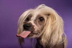 Noses & Poses hondenfotografie