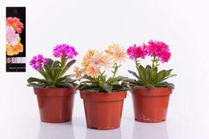 Onzeproductfotograaf