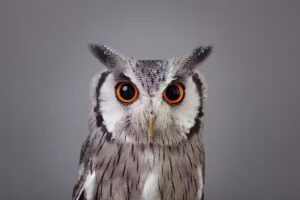 Owiwi &ndash; Dierenfotografie