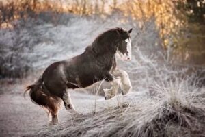 Paardenfotograaf: Nikki de Kerf Fotografie