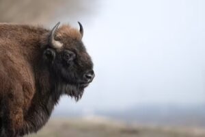 Pascal Maranus Media