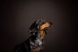 Pawesome Photography