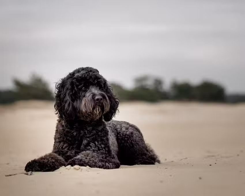 Paws of Joyce | Photography