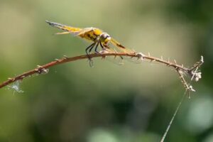 Peter Flohr Fotografie en audiotechniek