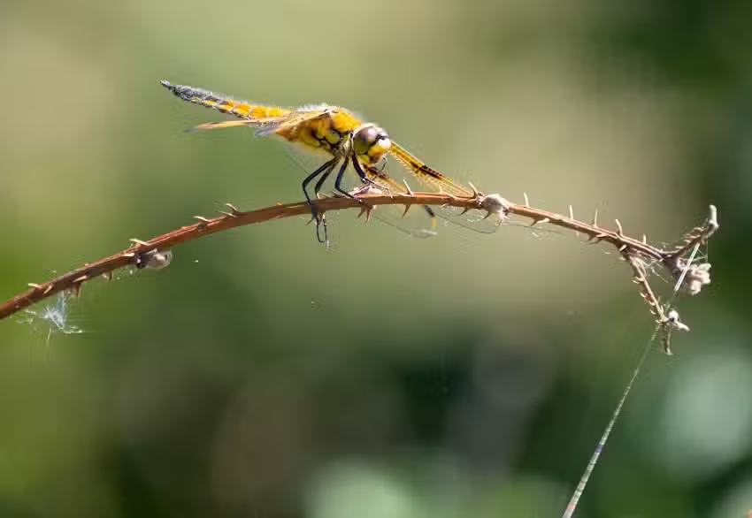 Peter Flohr Fotografie en audiotechniek