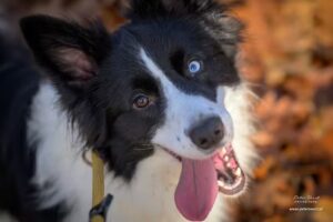 Peter Voort Photography