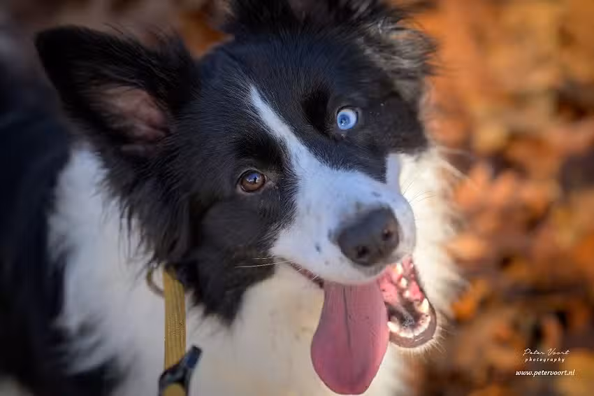 Peter Voort Photography