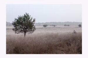 Petra Dijkstra Fotografie 📸