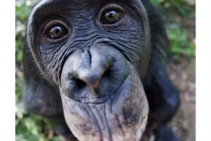 Petra Tangena Dienstverlening