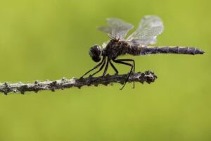 Photo-Shots Fotografie