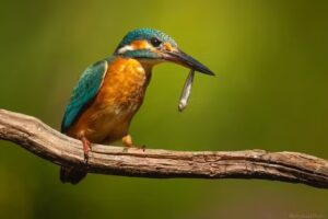 Pirakalathan wildlife photography