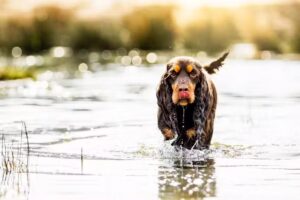 Pretty Paws Hondenfotografie