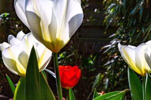 RobBeurseFotografie cursussen en foto&rsquo;s