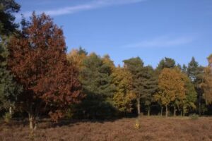 Robert Root fotografie