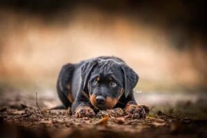 Rogue&rsquo;s Pet Pictures