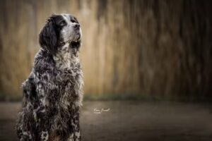 Run Forest Fotografie | Hondenfotografie en portretfotografie 📸