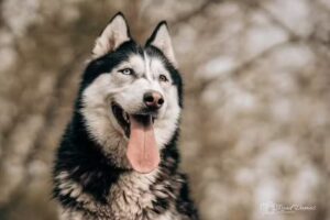 Ruud Dumas Fotografie