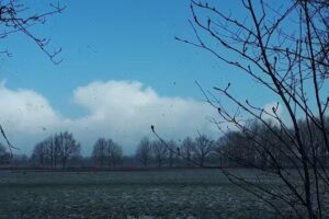 Scharreveld, Eursinge