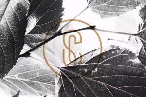 Schellekens & Cleijsen Photography and Film