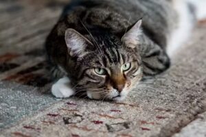 Sjurlie Fotografie &ndash; journalistieke bruidsfotografie, spontane familieportretten, babies, zwangerschappen, events, uitvaarten