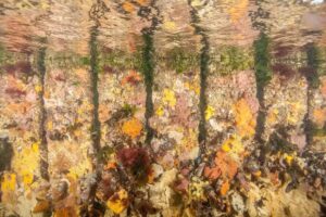 Stella Huiskamp Fotografie