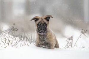 The Green Hump | Dierenfotografie