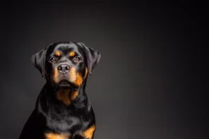 Tim Vriend Fotografie