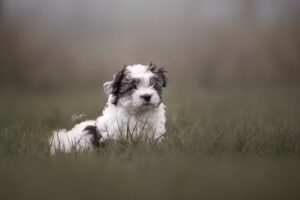 van Helden (Honden) Fotografie