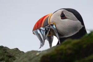 Vanellus Vanellus photo productions