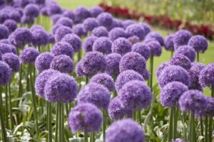 Visions Reclamefotografie | Botanische fotografie en video