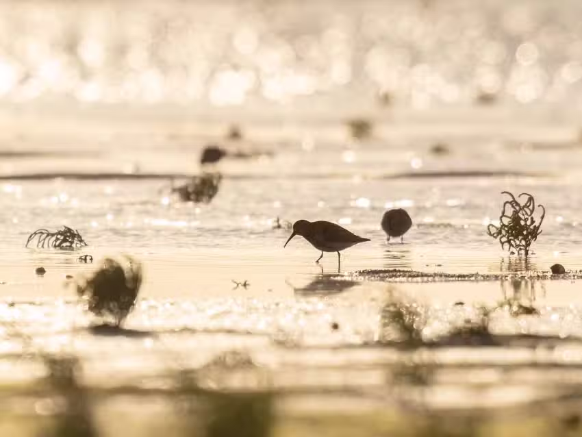 Vreemde Vogel Fotografie