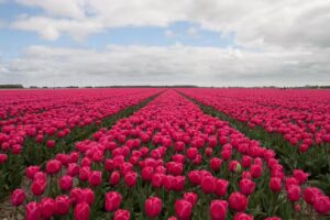 Westfriesland Fotograaf