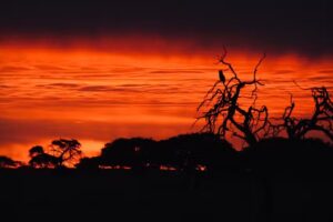 Wild & Free Photography 📸