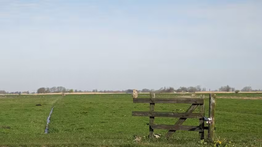 Wildernistrek