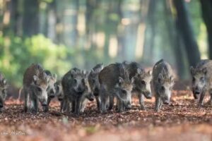 Wildlife Monitoring Solutions